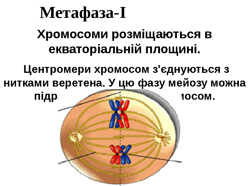 Метафаза митоза рисунок