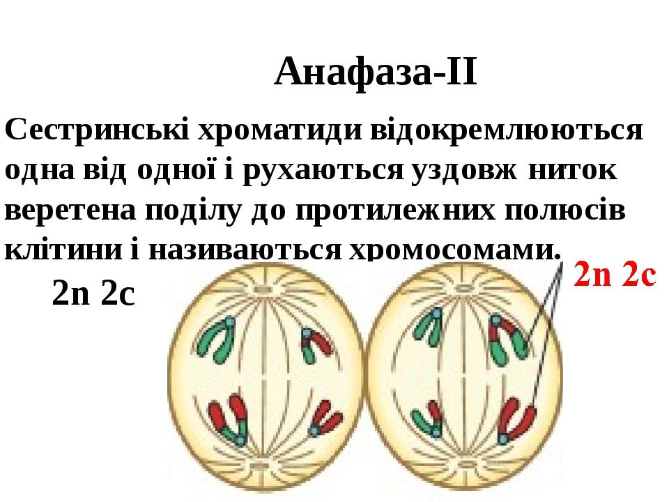 Презентація на тему: "Мейоз". | Презентація. Біологія