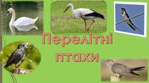 Презентація до уроку Я досліджую світ "Як птахи зустрічають весну". 2 клас 2 семестр