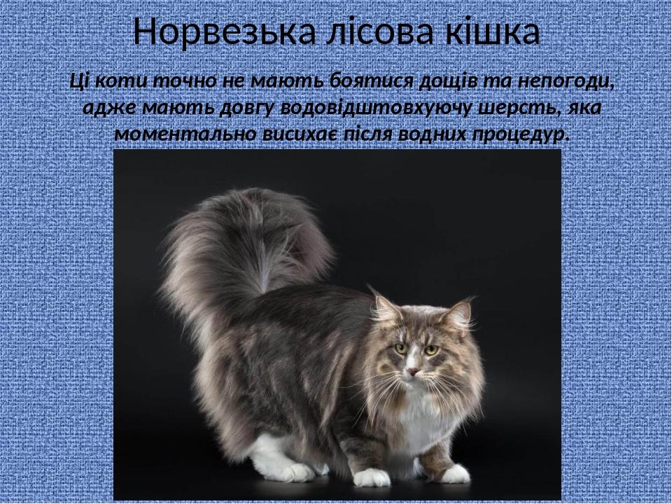 Презентація "Найпопулярніші породи котів" | Презентація. Біологія