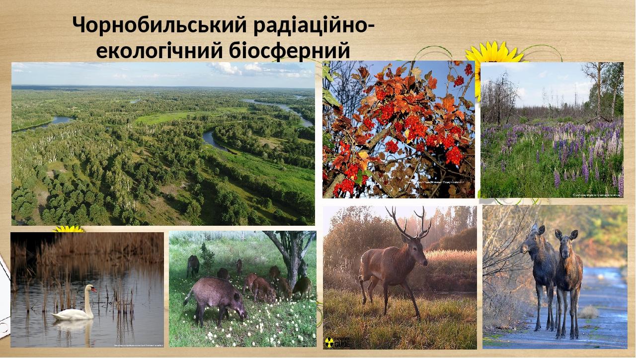 Чорнобильський радіаційно-екологічний біосферний заповідник