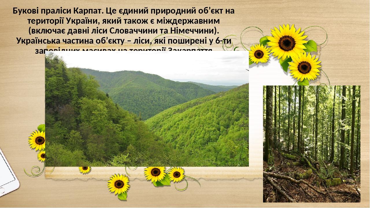 Букові праліси Карпат. Це єдиний природний об’єкт на території України, який також є міждержавним (включає давні ліси Словаччини та Німеччини). Укр...