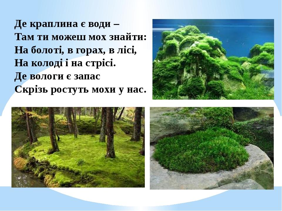 Де краплина є води – Там ти можеш мох знайти: На болоті, в горах, в лісі, На колоді і на стрісі. Де вологи є запас Скрізь ростуть мохи у нас.