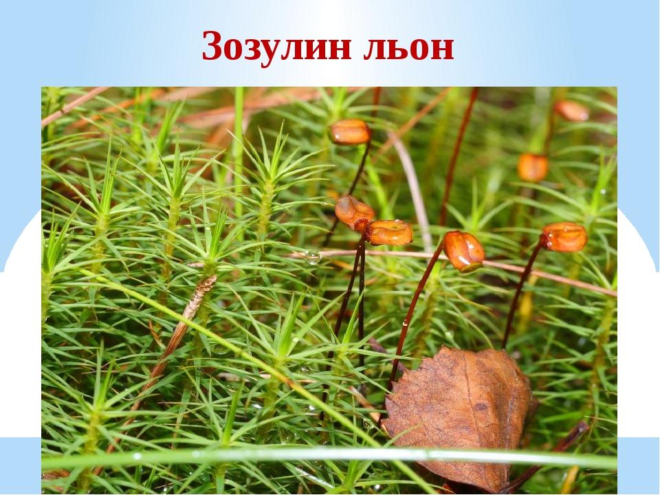 Зозулин льон