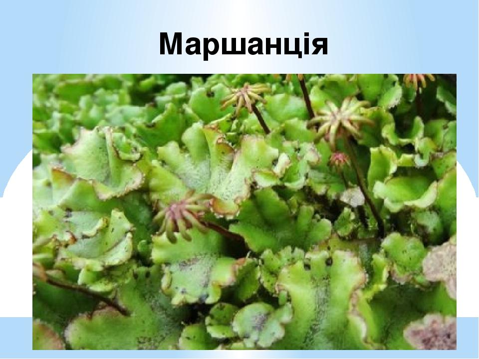 Маршанція