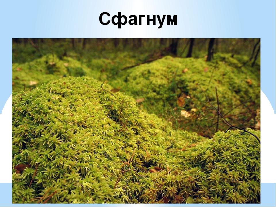 Сфагнум