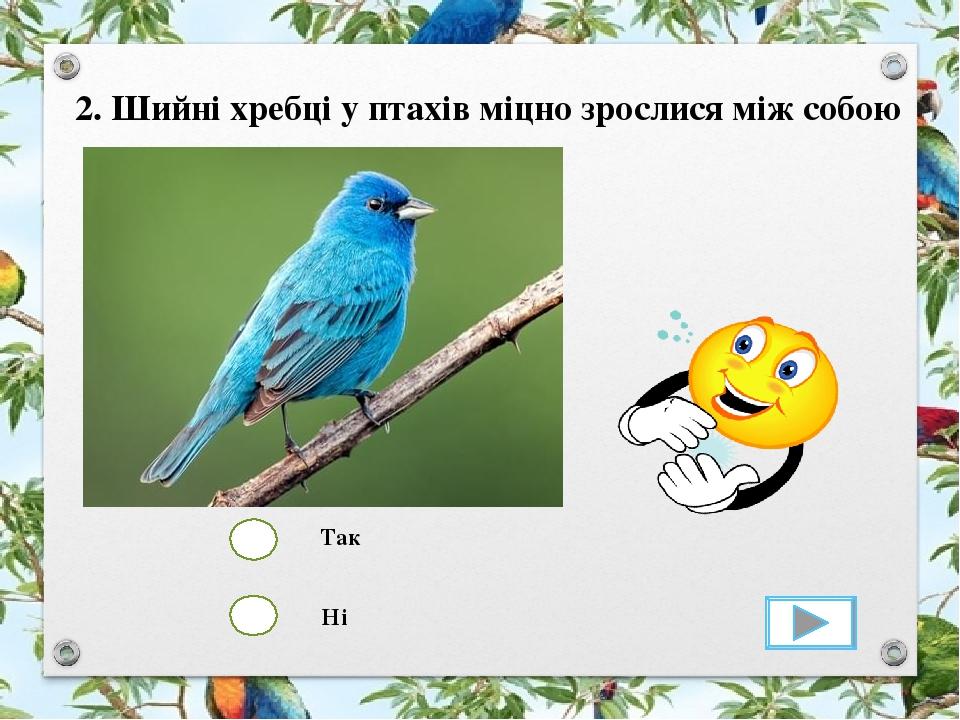 Так Ні 2. Шийні хребці у птахів міцно зрослися між собою