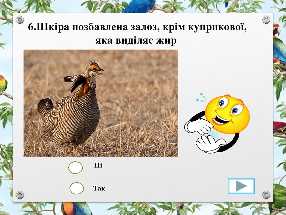Так Ні 6.Шкіра позбавлена залоз, крім куприкової, яка виділяє жир