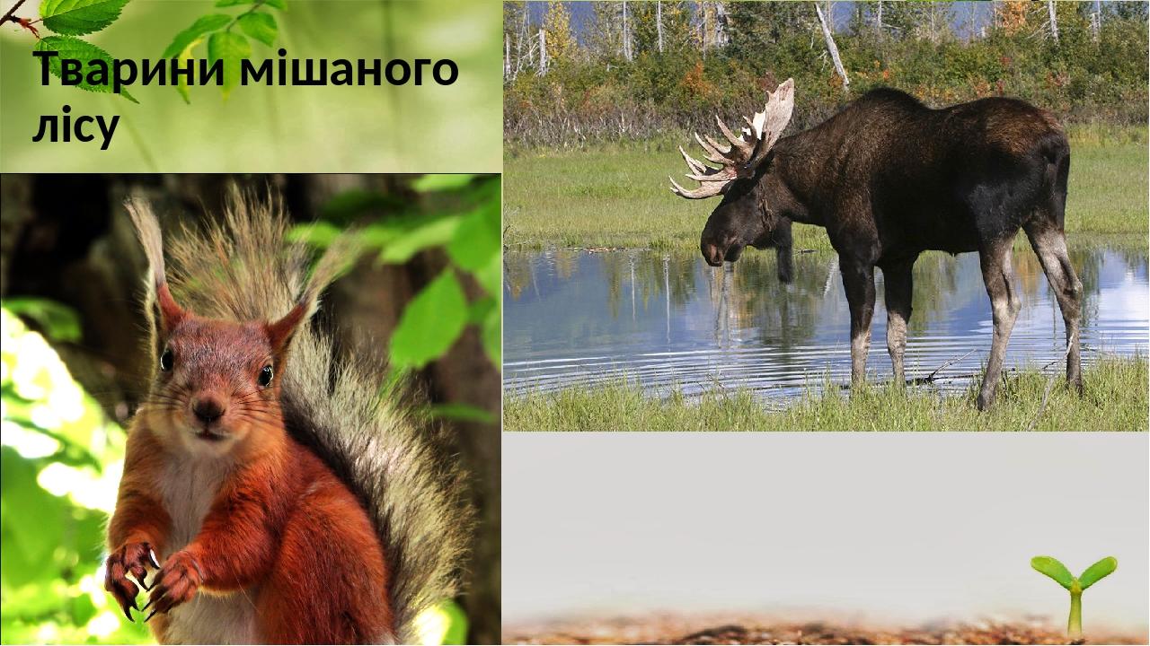 Тварини мішаного лісу
