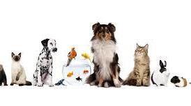 План-конспект уроку з англійської мови для учнів 3 класу за темою: «Animals»