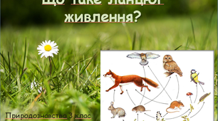 Що таке ланцюг живлення?