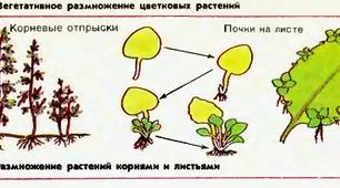 Презентація  на тему "Розмноження рослин"