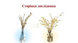 Сторінка дослідника "Досліджуємо гілочку верби"