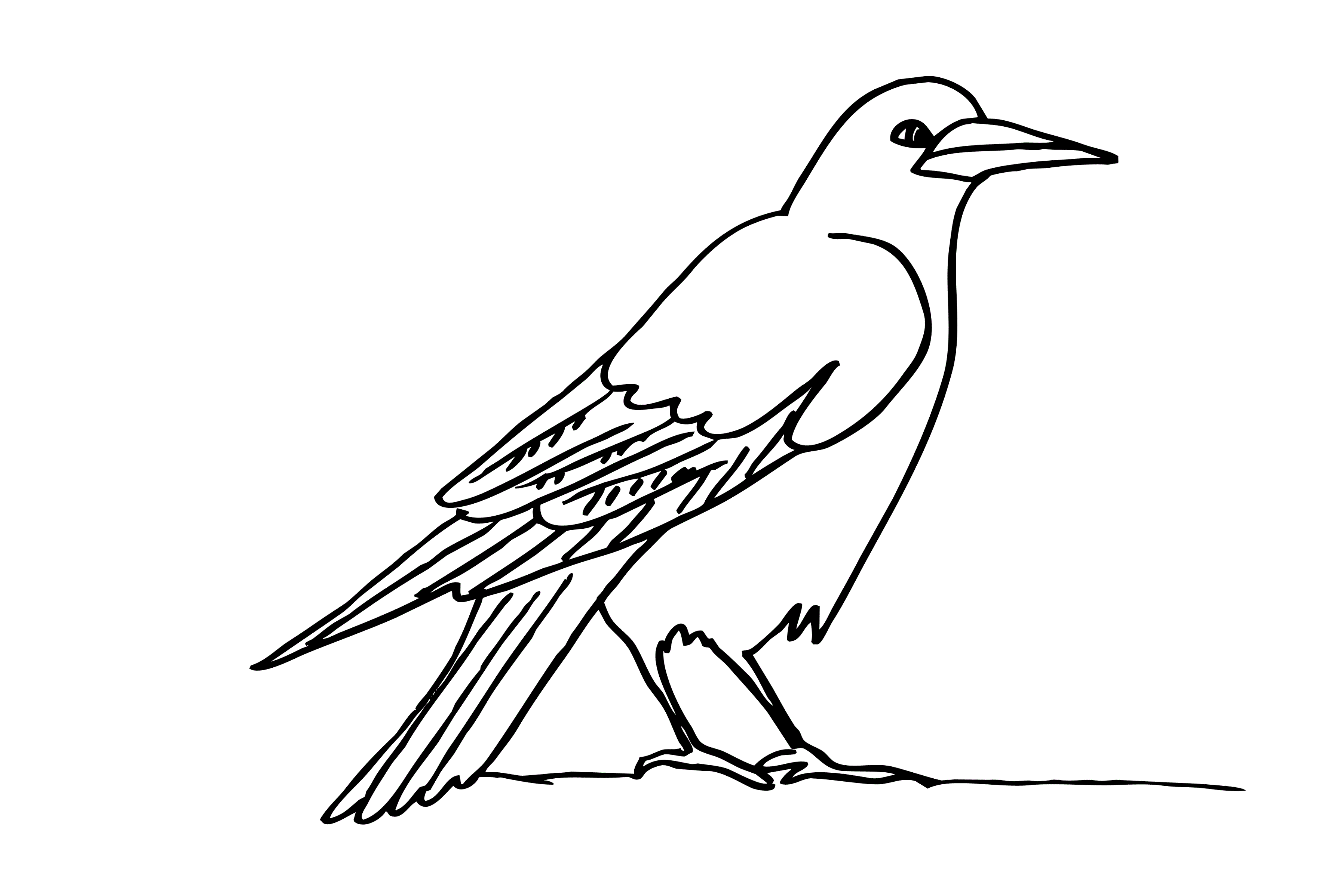 Перелетные птицы раскраска Грач