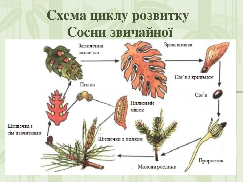 Цикл развития сосны схема