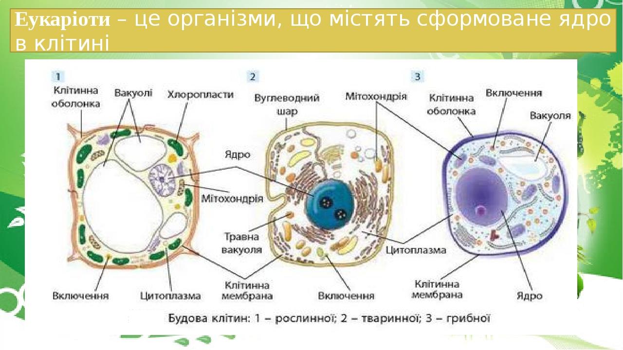 Сходство строения растительной и животной клетки