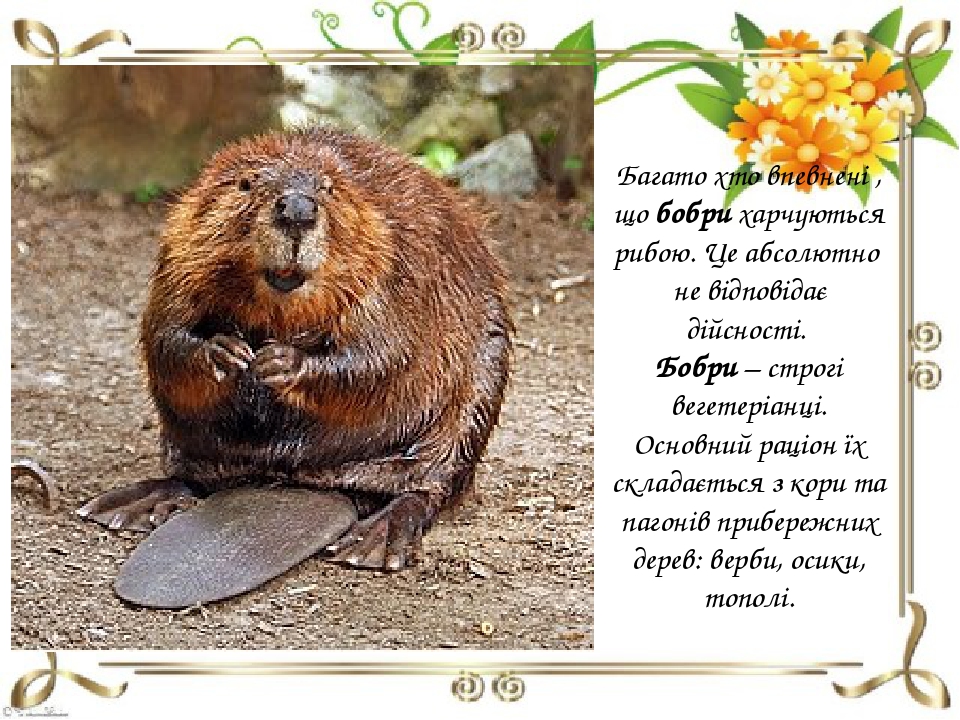Beaver Licking