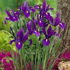 Ірис Hollandica Purple купить по цене 14.95 грн. в Украине