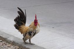 Петух стоит на белом снегу — Стоковое фото © ewastudio #194036948