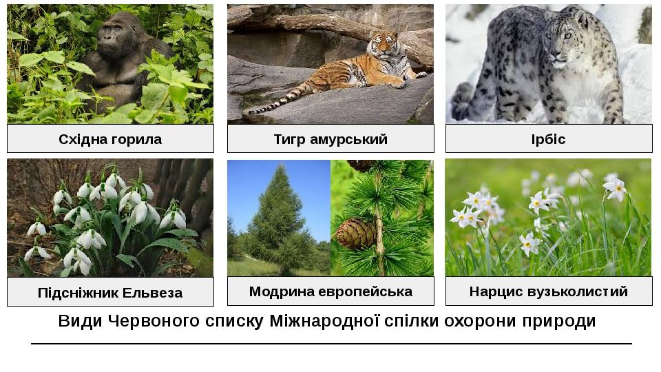 Презентація "Червона книга та чорні списки тварин. Зелена книга України ...