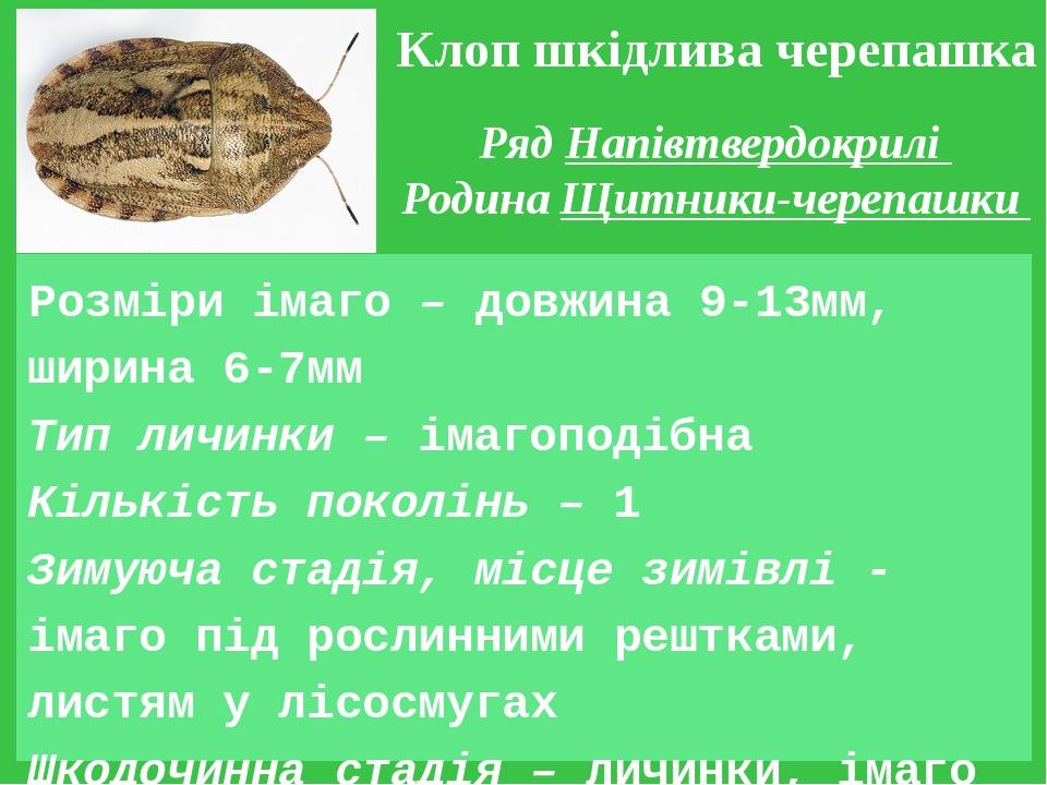 Клоп шкідлива черепашка Ряд Напівтвердокрилі Родина Щитники-черепашки Розміри імаго – довжина 9-13мм, ширина 6-7мм Тип личинки – імагоподібна Кільк...