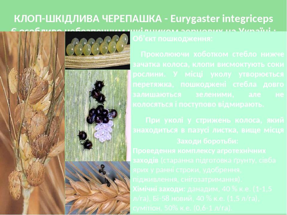 КЛОП-ШКІДЛИВА ЧЕРЕПАШКА - Eurygaster integriceps Є особливо небезпечним шкідником зернових на Україні : Об’єкт пошкодження: Проколюючи хоботком сте...