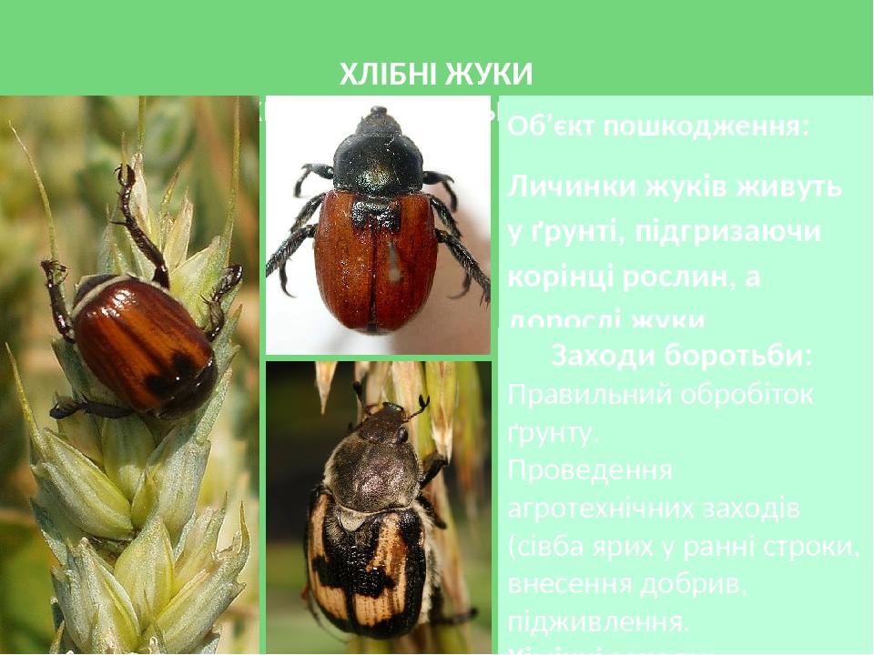 ХЛІБНІ ЖУКИ  ОСОБЛИВО ШКІДЛИВІ  ЖУК-КУЗЬКА І ЖУК-ХРЕСТОНОСЕЦЬ Об’єкт пошкодження: Личинки жуків живуть у ґрунті, підгризаючи корінці рослин, а доро...