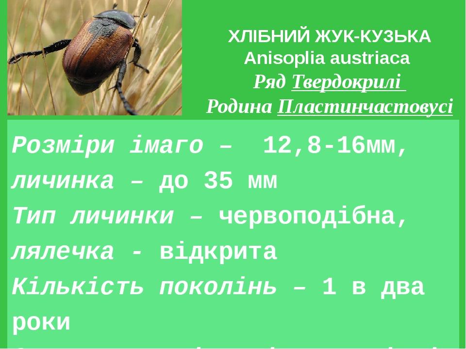 ХЛІБНИЙ ЖУК-КУЗЬКА Anisoplia austriaca Ряд Твердокрилі Родина Пластинчастовусі Розміри імаго – 12,8-16мм, личинка – до 35 мм Тип личинки – червопод...