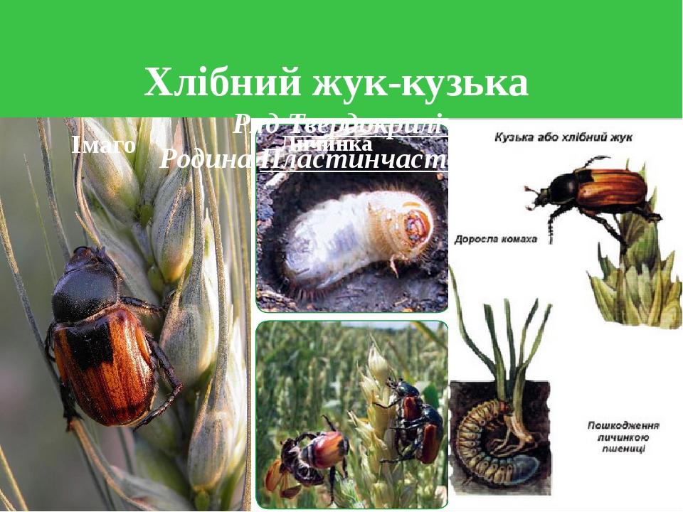 Хлібний жук-кузька Ряд Твердокрилі Родина Пластинчастовусі Імаго Личинка