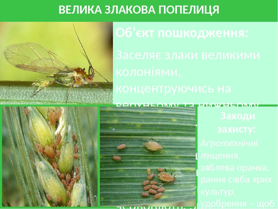 ВЕЛИКА ЗЛАКОВА ПОПЕЛИЦЯ Об’єкт пошкодження: Заселяє злаки великими колоніями, концентруючись на верхньому та нижньому боках листків. Висмоктують со...