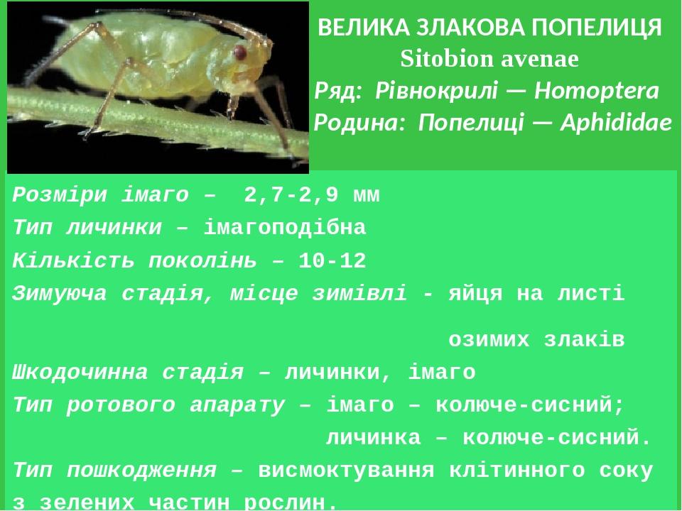 ВЕЛИКА ЗЛАКОВА ПОПЕЛИЦЯ Sitobion avenae Ряд: Рівнокрилі — Homoptera Родина: Попелиці — Aphididae Розміри імаго – 2,7-2,9 мм Тип личинки – імагоподі...
