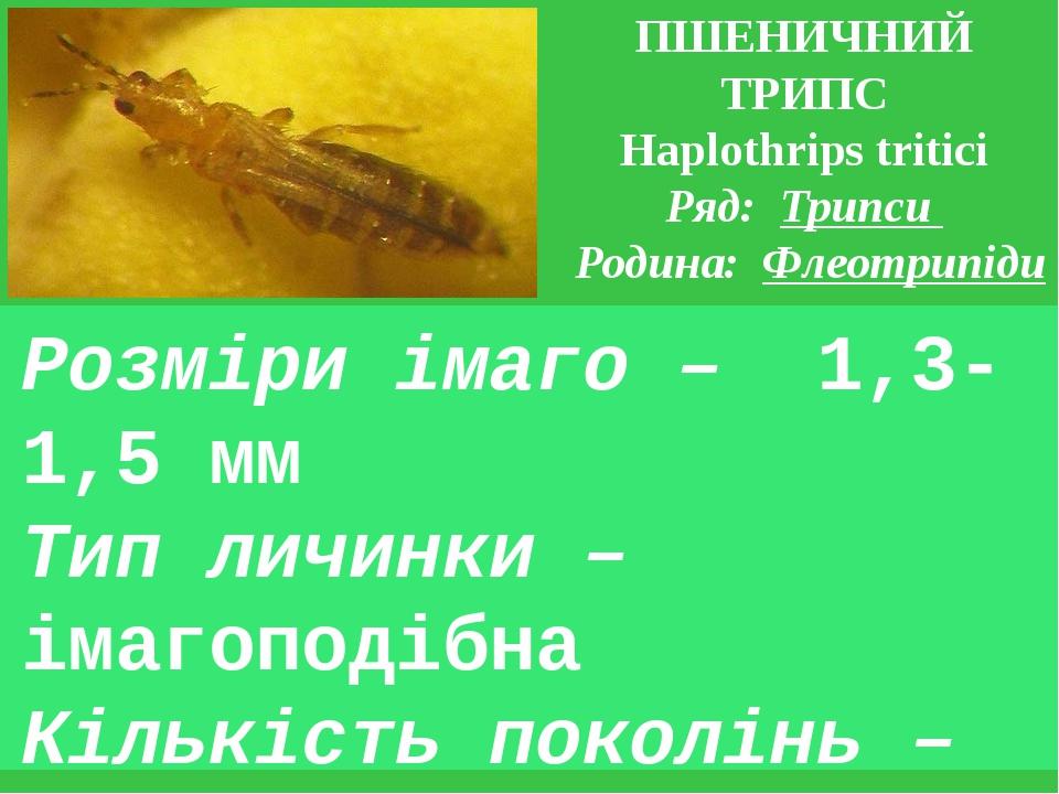 ПШЕНИЧНИЙ ТРИПС Haplothrips tritici Ряд: Трипси Родина: Флеотрипіди Розміри імаго – 1,3-1,5 мм Тип личинки – імагоподібна Кількість поколінь – 1 Зи...