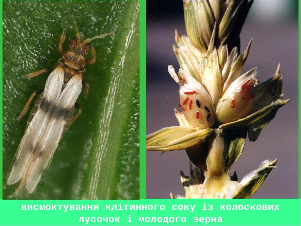висмоктування клітинного соку із колоскових лусочок і молодого зерна