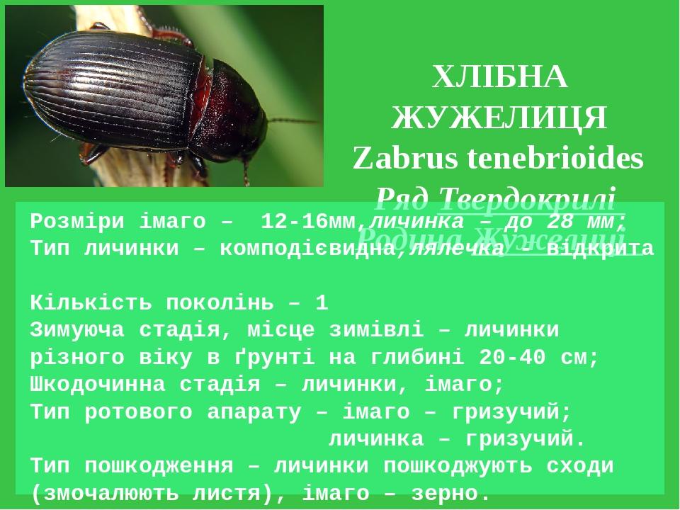ХЛІБНА ЖУЖЕЛИЦЯ Zabrus tenebrioides Ряд Твердокрилі Родина Жужелиці Розміри імаго – 12-16мм,личинка – до 28 мм; Тип личинки – комподієвидна,лялечка...