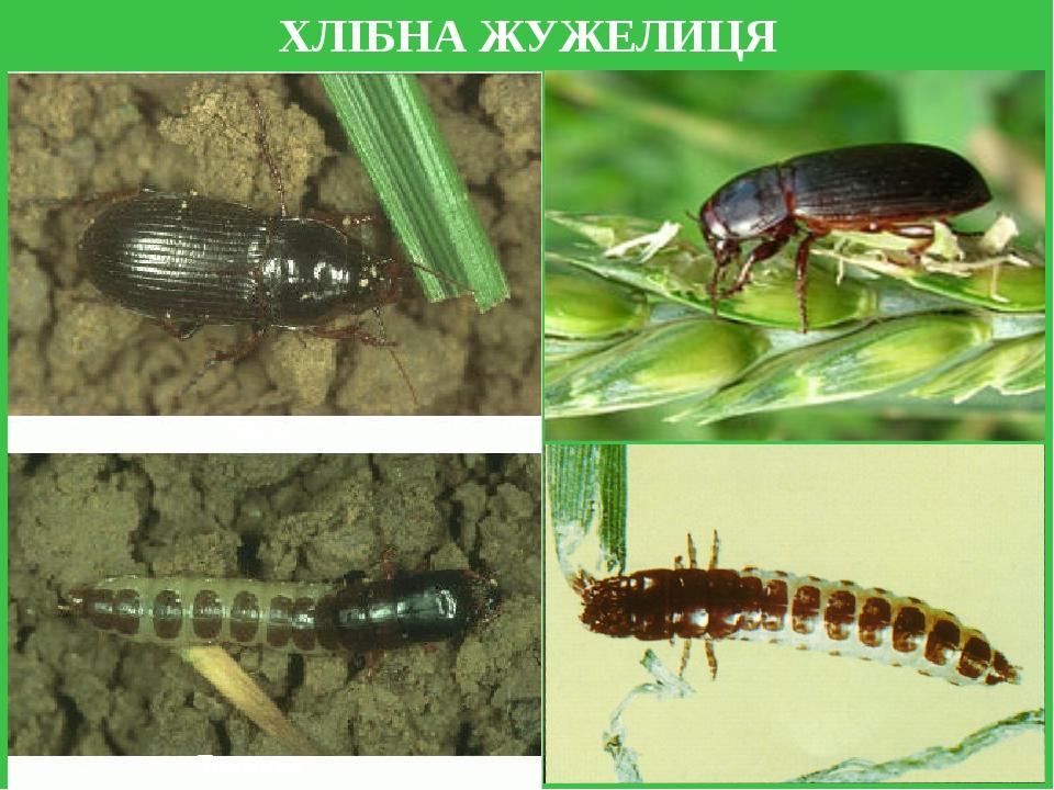 ХЛІБНА ЖУЖЕЛИЦЯ Імаго Личинка