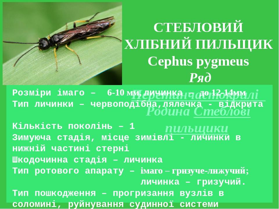 СТЕБЛОВИЙ ХЛІБНИЙ ПИЛЬЩИК Cephus pygmeus Ряд Перетинчастокрилі Родина Стеблові пильщики Розміри імаго – 6-10 мм, личинка – до 12-14мм Тип личинки –...