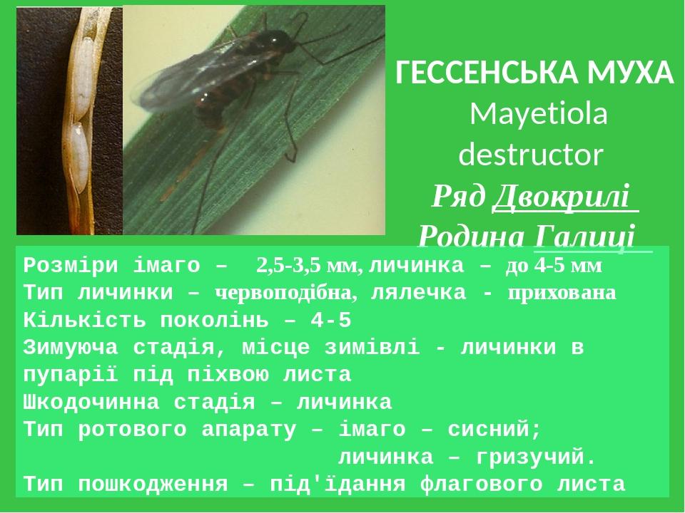 ГЕССЕНСЬКА МУХА Mayetiola destructor Ряд Двокрилі Родина Галиці Розміри імаго – 2,5-3,5 мм, личинка – до 4-5 мм Тип личинки – червоподібна, лялечка...