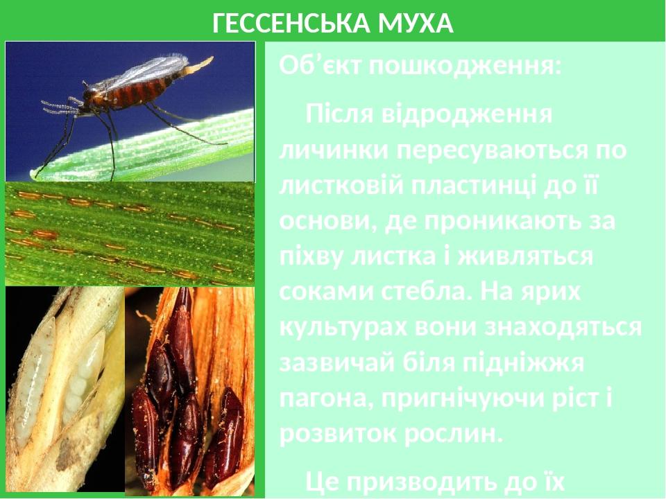 ГЕССЕНСЬКА МУХА Об’єкт пошкодження: Після відродження личинки пересуваються по листковій пластинці до її основи, де проникають за піхву листка і жи...