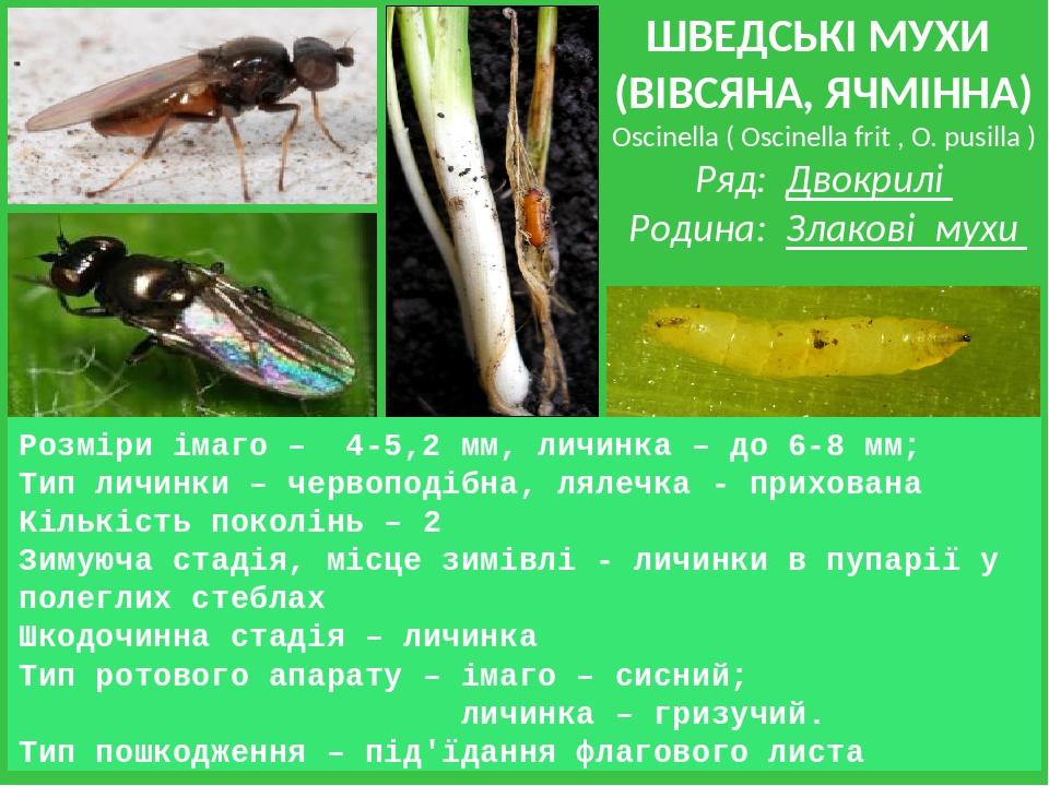 ШВЕДСЬКІ МУХИ (ВІВСЯНА, ЯЧМІННА) Oscinella ( Oscinella frit , O. pusilla ) Ряд: Двокрилі Родина: Злакові мухи Розміри імаго – 4-5,2 мм, личинка – д...