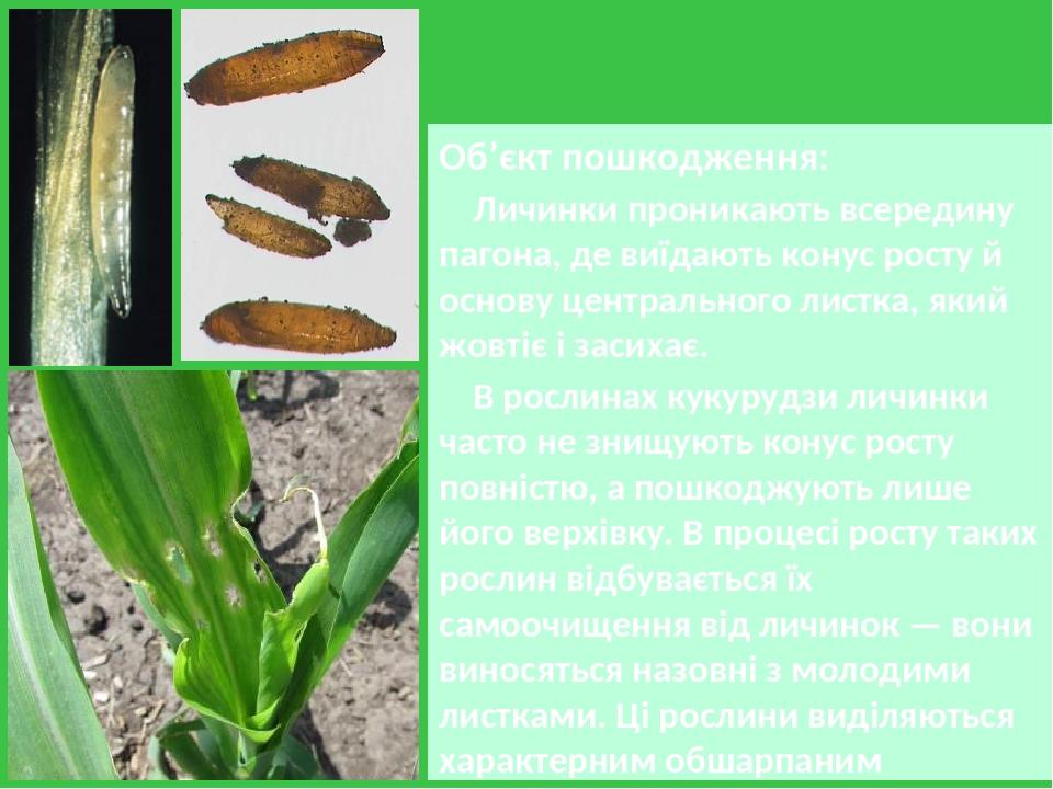 ШВЕДСЬКІ МУХИ (ВІВСЯНА, ЯЧМІННА) Об’єкт пошкодження: Личинки проникають всередину пагона, де виїдають конус росту й основу центрального листка, яки...