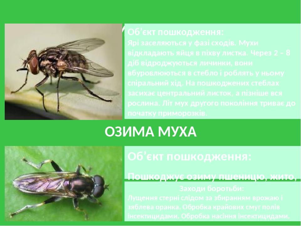 МУХА ЯРА Об’єкт пошкодження: Пошкоджує озиму пшеницю, жито, з диких злаків — пирій. Заходи боротьби: Лущення стерні слідом за збиранням врожаю і зя...