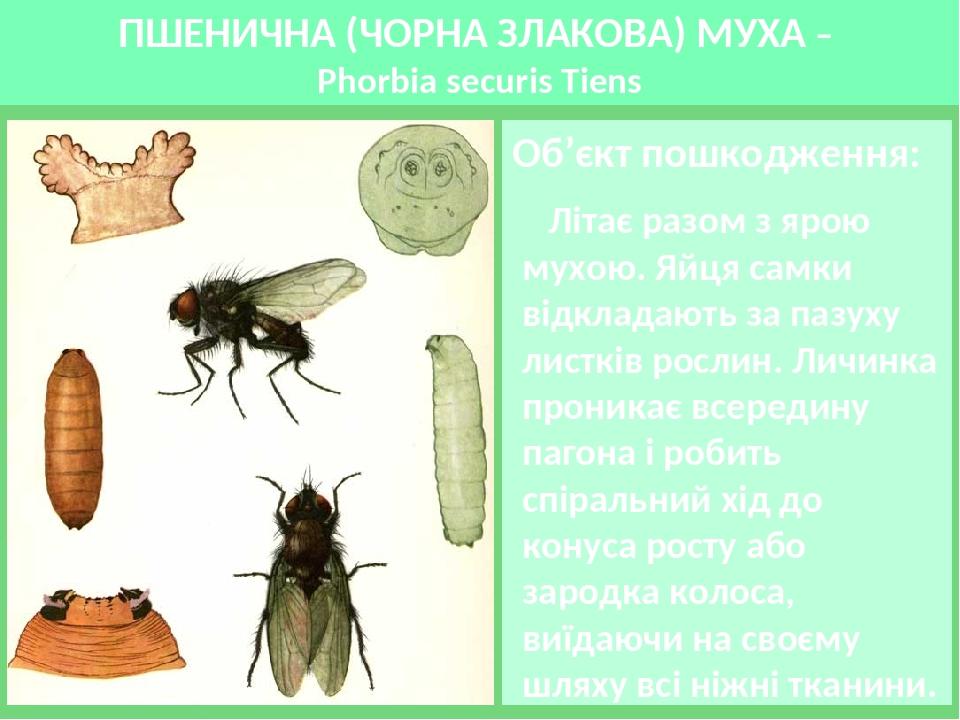 ПШЕНИЧНА (ЧОРНА ЗЛАКОВА) МУХА – Phorbia securis Tiens Об’єкт пошкодження: Літає разом з ярою мухою. Яйця самки відкладають за пазуху листків рослин...