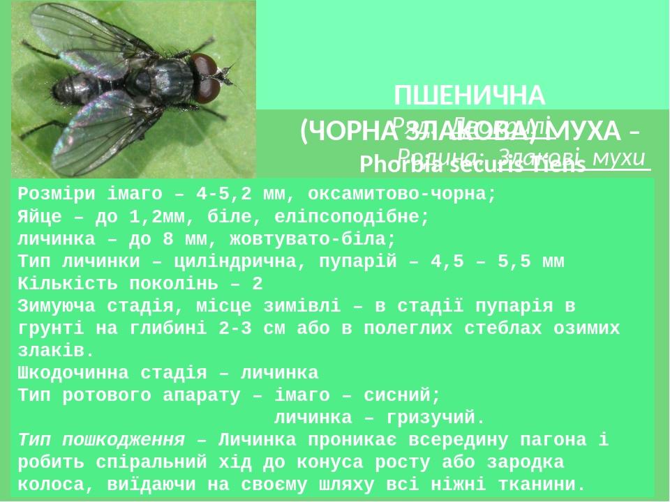 ПШЕНИЧНА (ЧОРНА ЗЛАКОВА) МУХА – Phorbia securis Tiens Розміри імаго – 4-5,2 мм, оксамитово-чорна; Яйце – до 1,2мм, біле, еліпсоподібне; личинка – д...