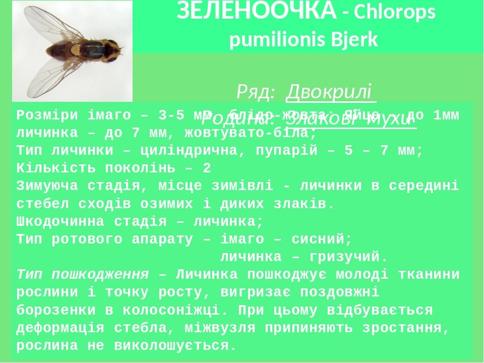 Розміри імаго – 3-5 мм, блідо-жовта; Яйце – до 1мм личинка – до 7 мм, жовтувато-біла; Тип личинки – циліндрична, пупарій – 5 – 7 мм; Кількість поко...