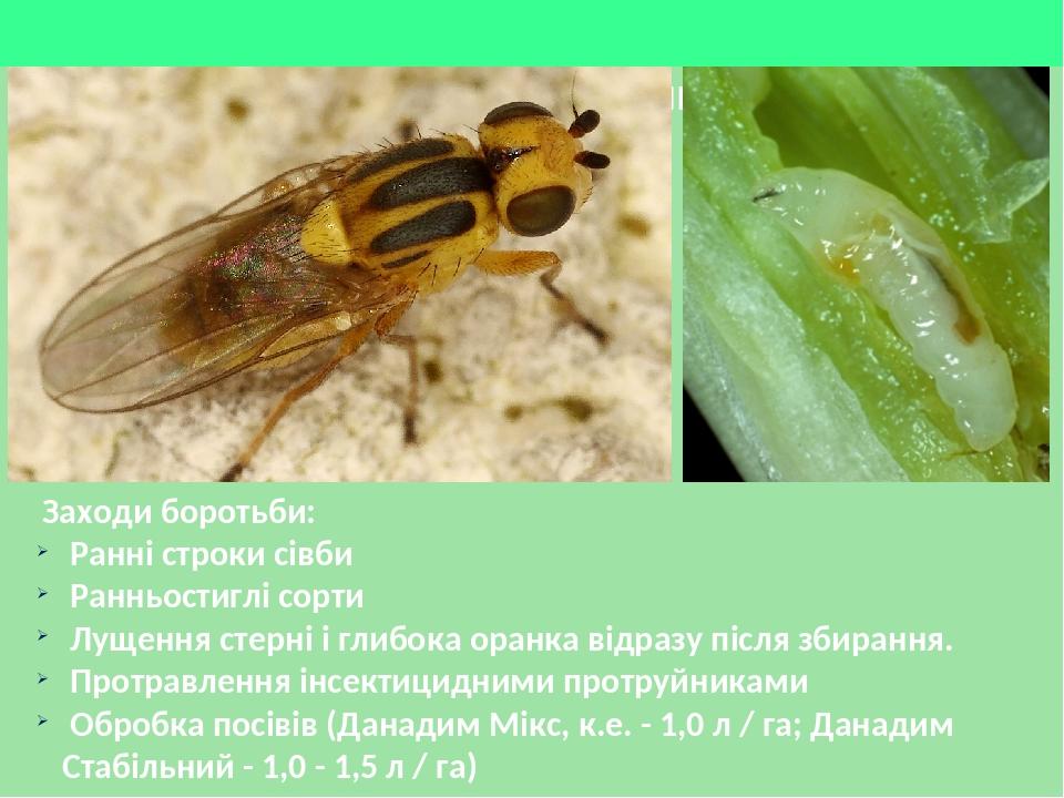 ЗЕЛЕНООЧКА – Chlorops pumilionis Bjerk Заходи боротьби: Ранні строки сівби Ранньостиглі сорти Лущення стерні і глибока оранка відразу після збиранн...