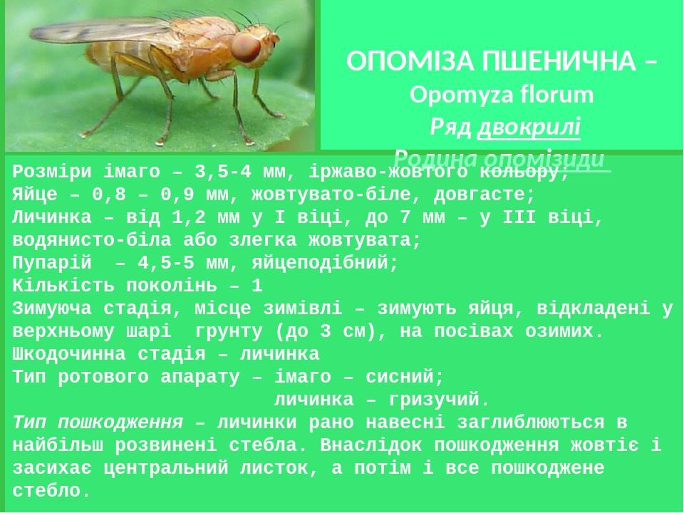 ОПОМІЗА ПШЕНИЧНА – Opomyza florum Ряд двокрилі Родина опомізиди Розміри імаго – 3,5-4 мм, іржаво-жовтого кольору; Яйце – 0,8 – 0,9 мм, жовтувато-бі...