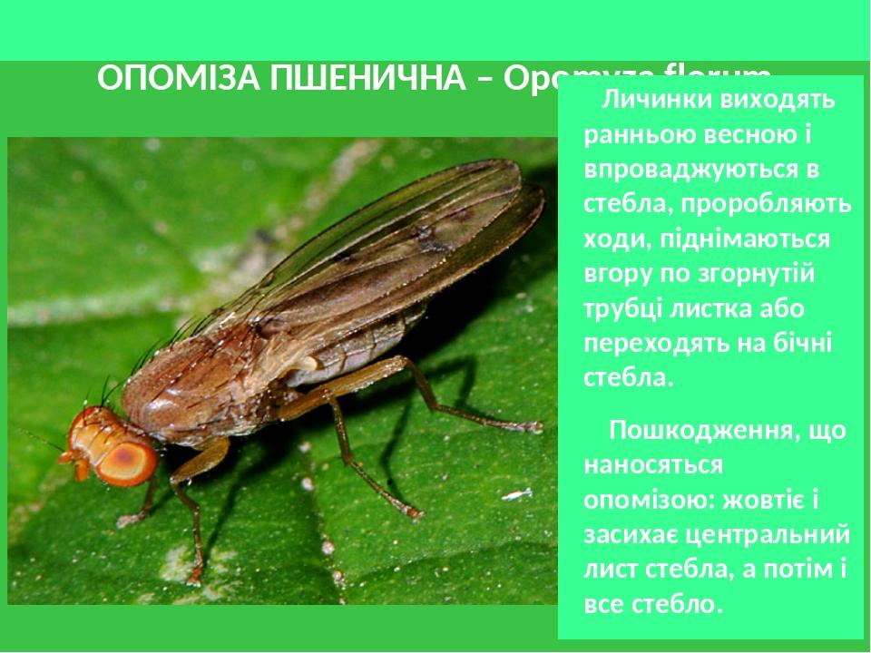 ОПОМІЗА ПШЕНИЧНА – Opomyza florum Личинки виходять ранньою весною і впроваджуються в стебла, проробляють ходи, піднімаються вгору по згорнутій труб...