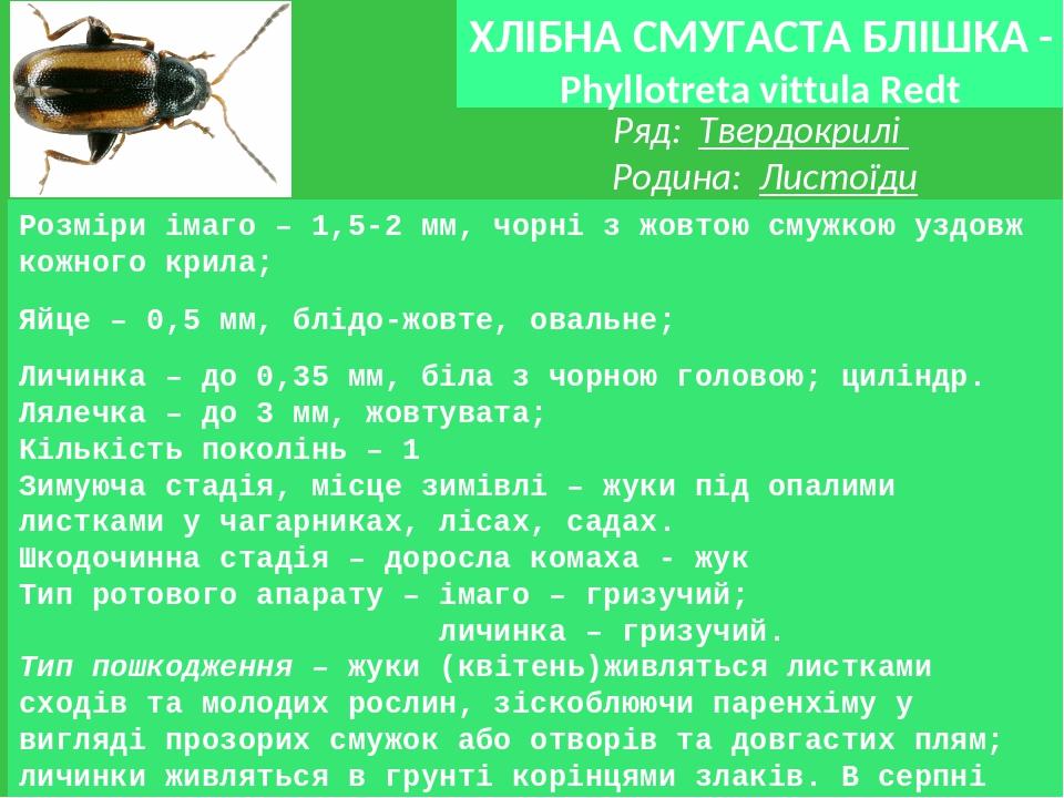 ХЛІБНА СМУГАСТА БЛІШКА - Phyllotreta vittula Redt Розміри імаго – 1,5-2 мм, чорні з жовтою смужкою уздовж кожного крила; Яйце – 0,5 мм, блідо-жовте...