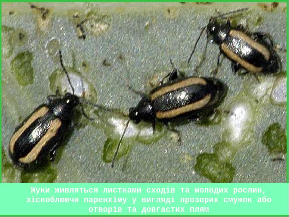 Жуки живляться листками сходів та молодих рослин, зіскоблюючи паренхіму у вигляді прозорих смужок або отворів та довгастих плям