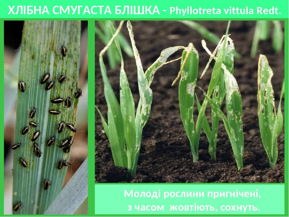 ХЛІБНА СМУГАСТА БЛІШКА - Phyllotreta vittula Redt. Молоді рослини пригнічені, з часом жовтіють, сохнуть.